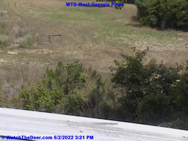 WatchTheDeer.com