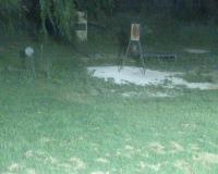 WatchTheDeer.com Live Camera 1