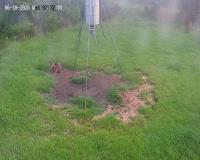 WatchTheDeer.com Live Camera 2