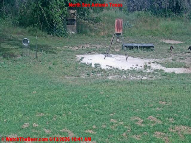WatchTheDeer.com Image One